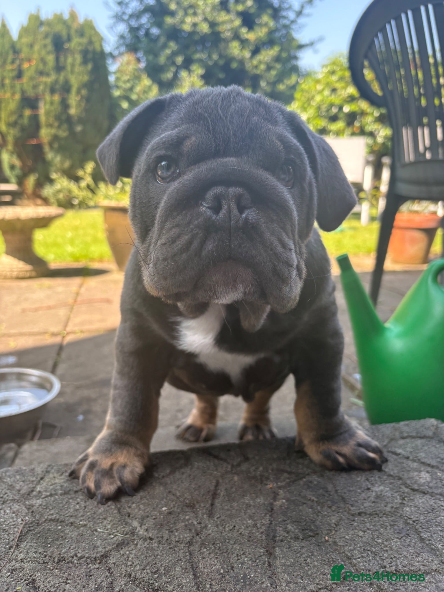 English Bulldog dogs Our last boy looking for his forever pet home 💙 - Advert 1