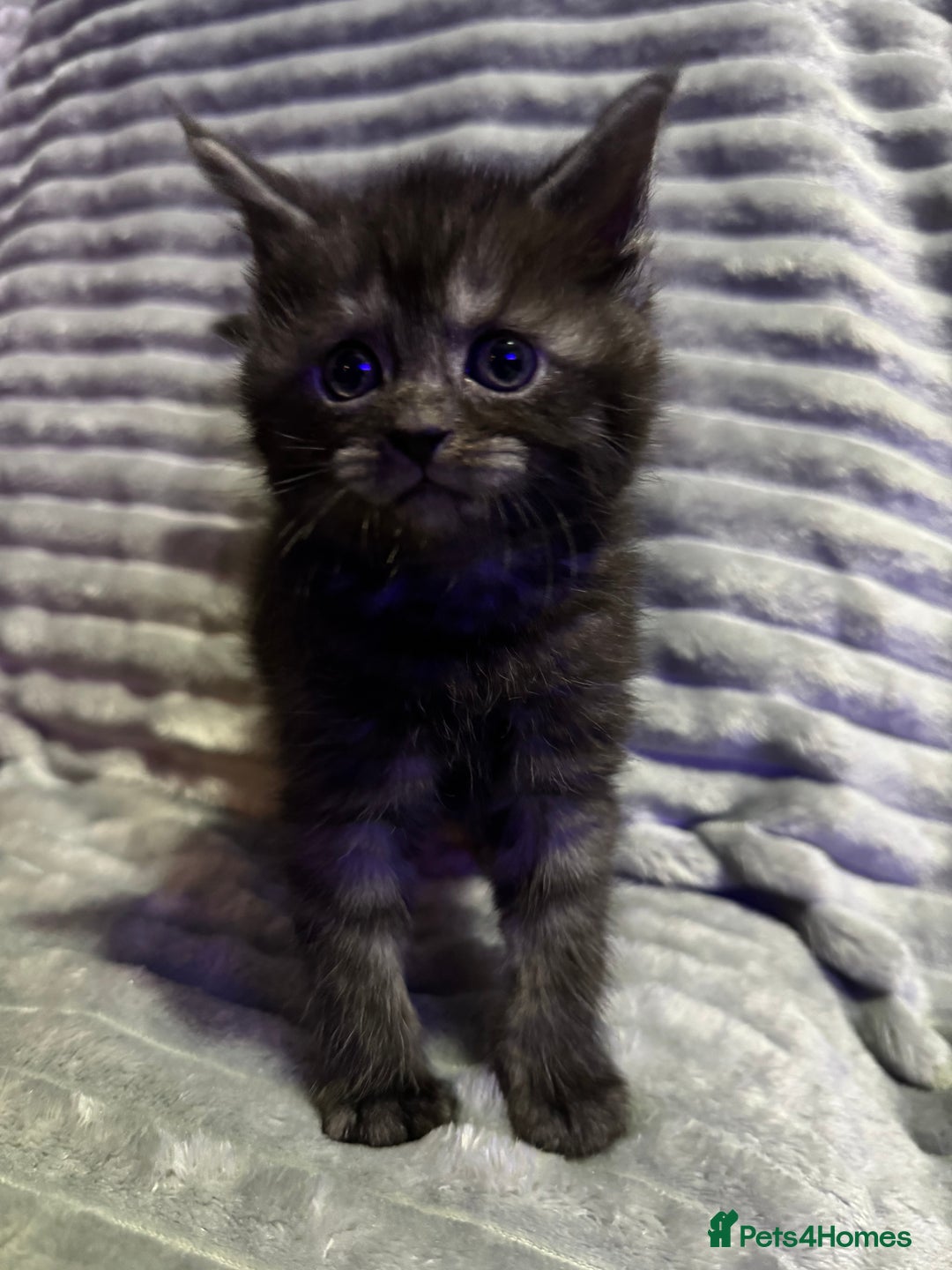 Mixed Breed cats for sale: British short hair cross Maine coon  - Advert 6