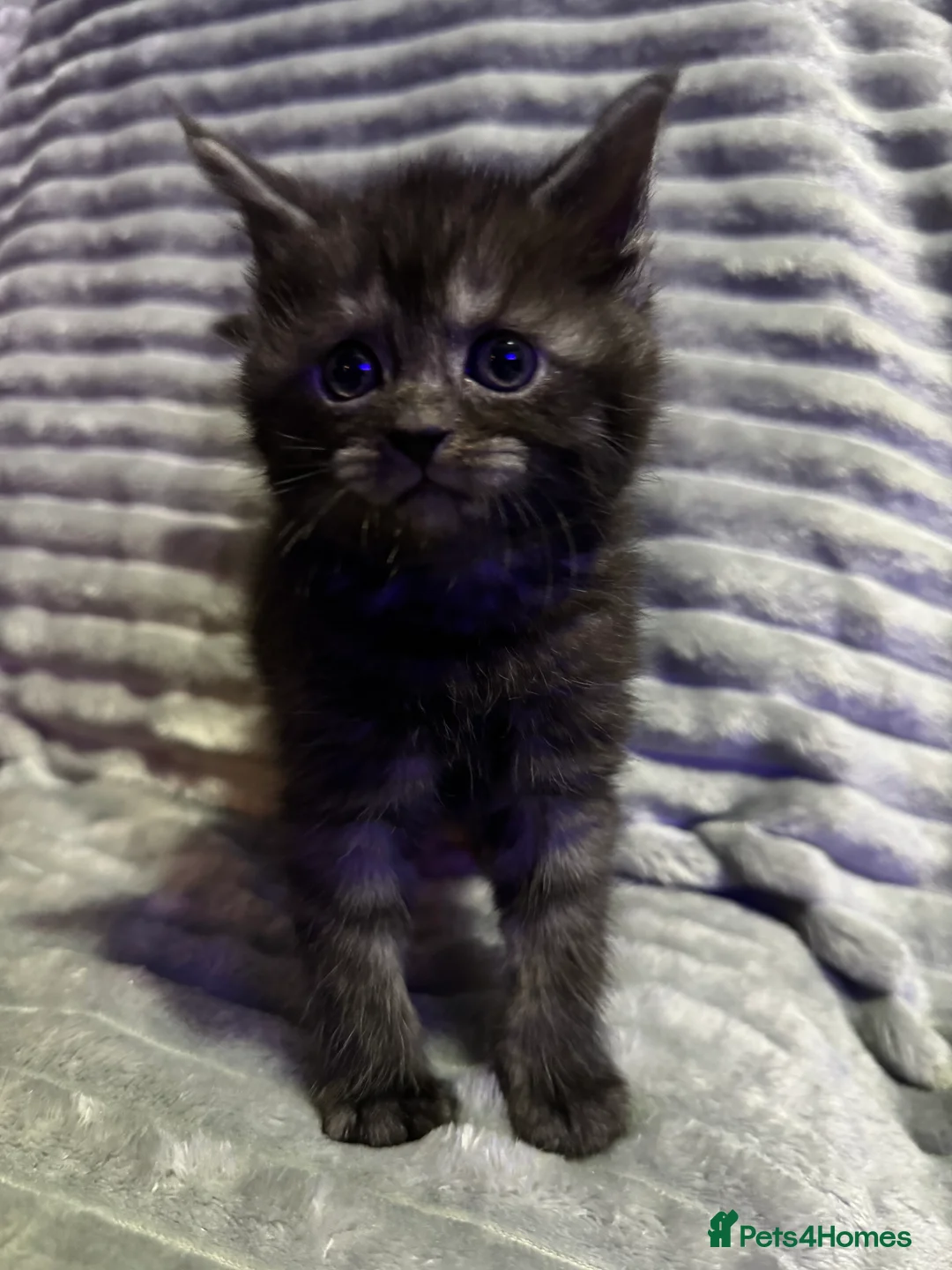 Mixed Breed cats for sale: British short hair cross Maine coon  - Advert 7