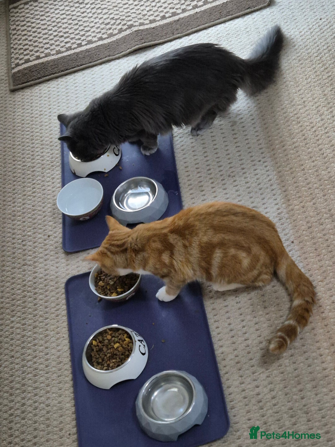 Mixed Breed cats for sale: Lips and tips - Advert 1