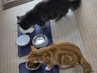 Mixed Breed cats Lips and tips - Advert 3