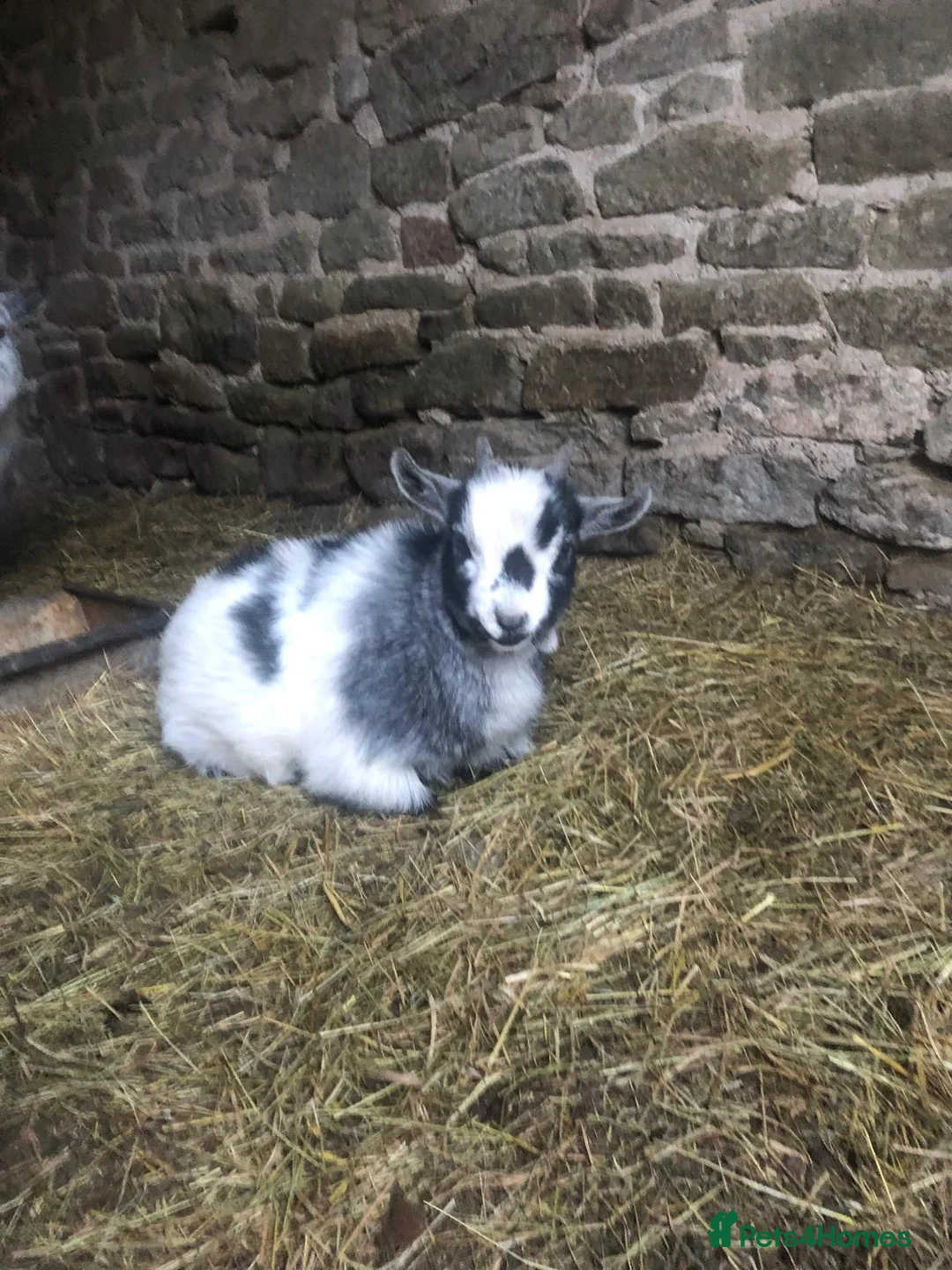 Goats livestock for sale: Pygmy kids for sale  - Advert 6