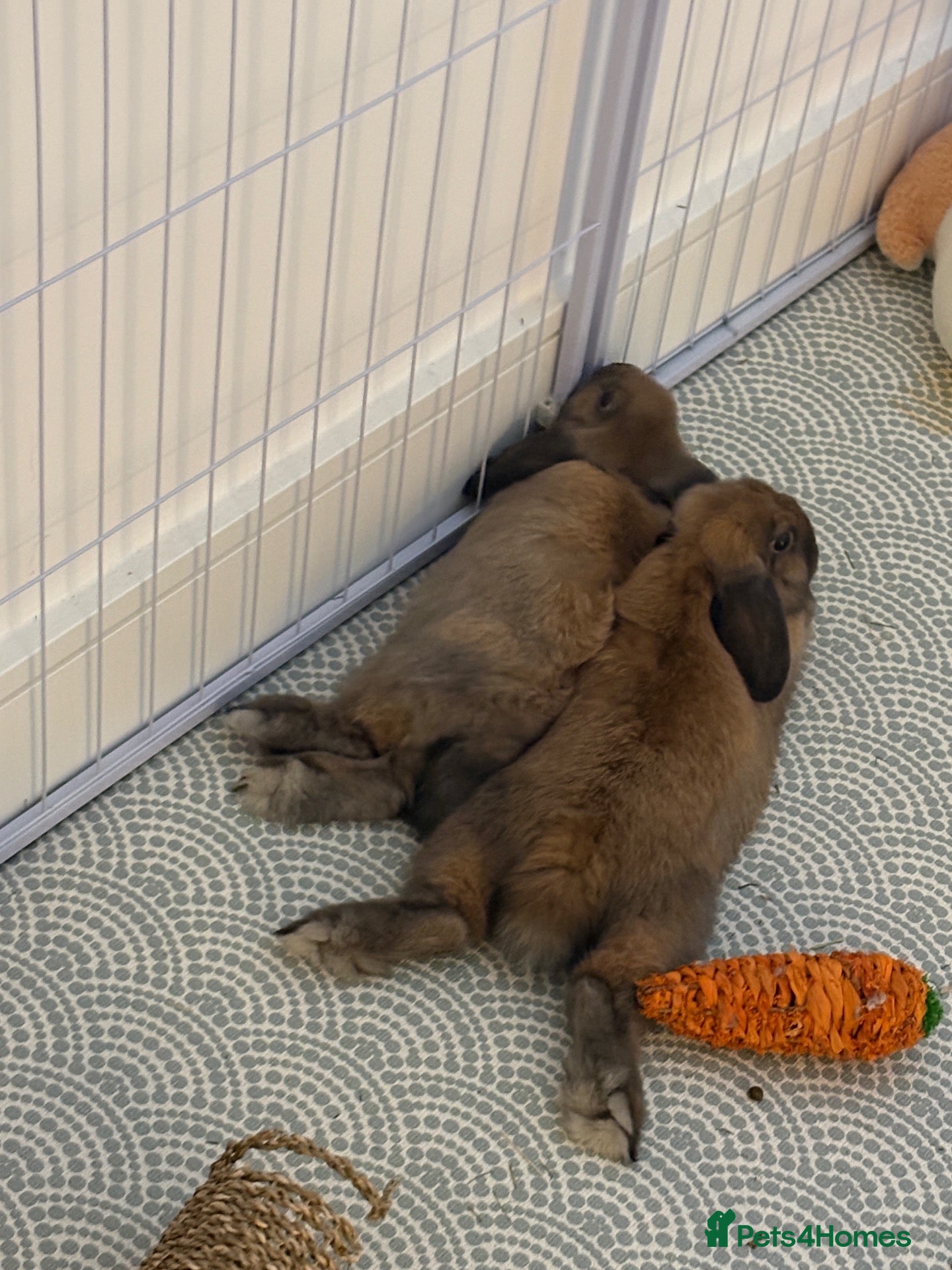 Mini Lop rabbits Two bonded male mini lop bunnies 6months old  - Advert 2