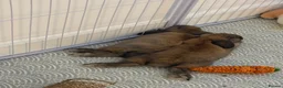 Mini Lop rabbits for sale: Two bonded male mini lop bunnies 6months old  - Advert 2