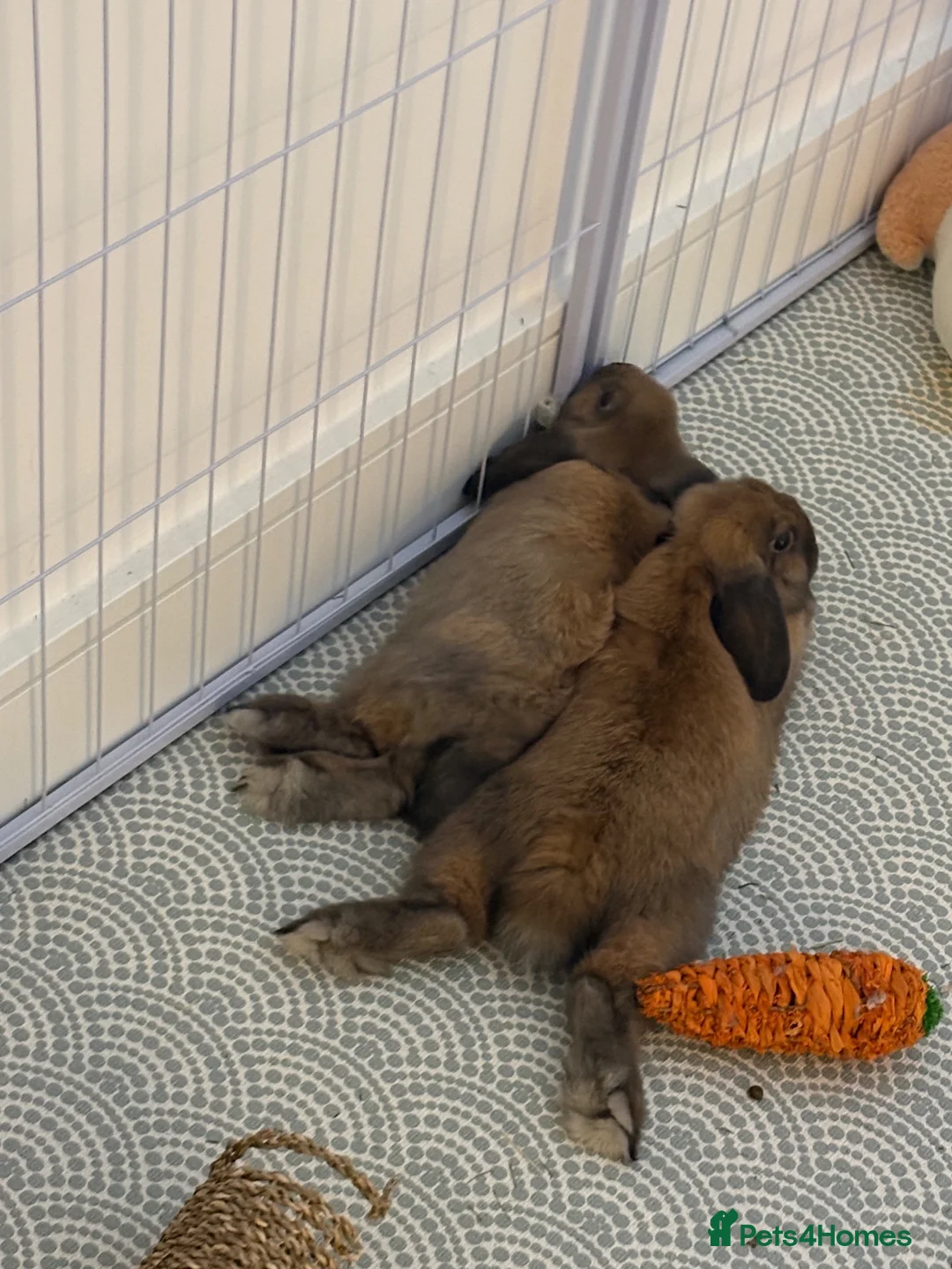 Mini Lop rabbits for sale: Two bonded male mini lop bunnies 6months old  - Advert 2