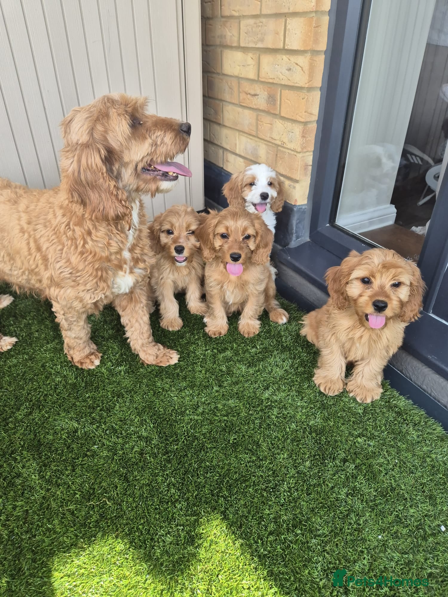 Mixed Breed dogs Cavapoo puppies - Advert 1