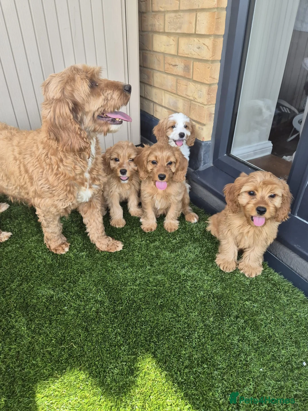 Mixed Breed dogs for sale: Cavapoo puppies in Milton Keynes - Advert 1