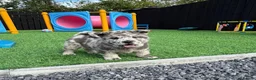 Chow Chow dogs for sale: Stunning exotic colour chowski puppies for sale  - Advert 7