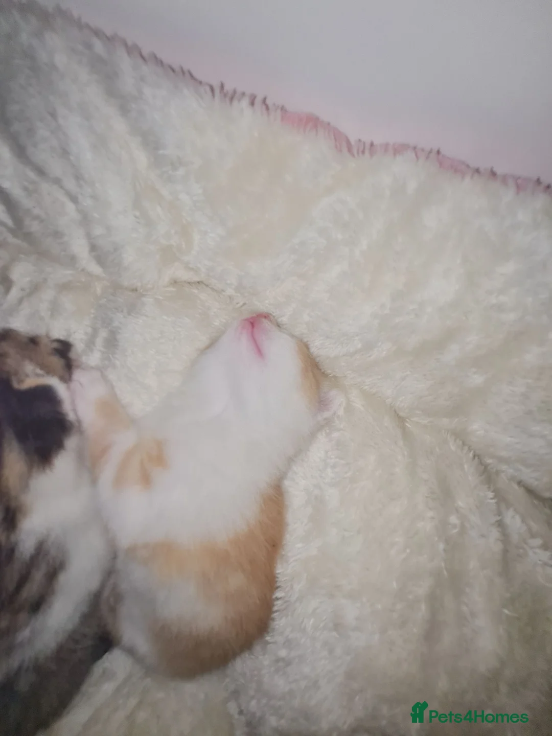 Mixed Breed cats for sale: 2 Playful Mixed kittens in Harrow - Advert 8