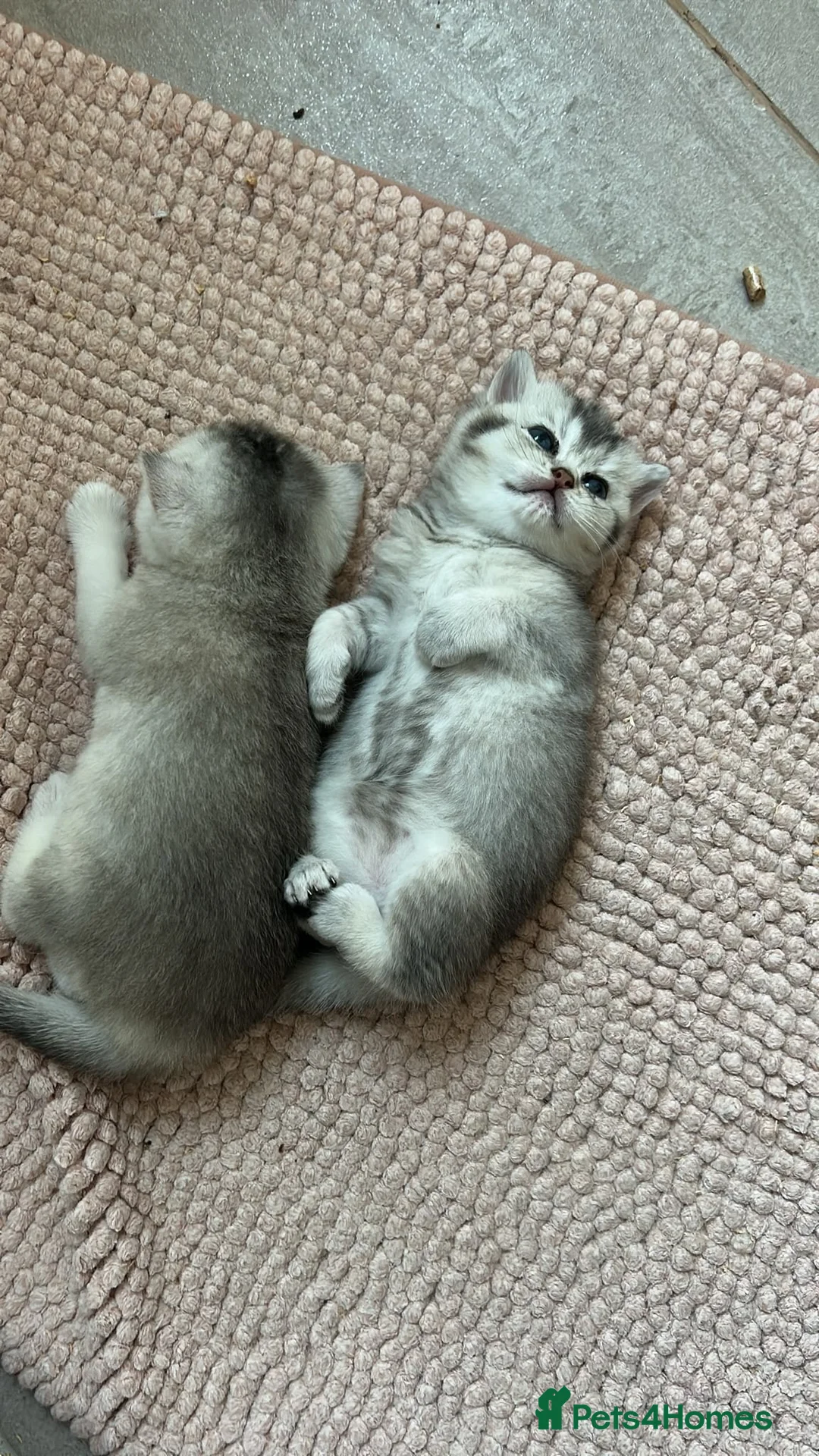 British Shorthair cats for sale: 🌟GCCF British short hair Silver chinchilla boys - Advert 10
