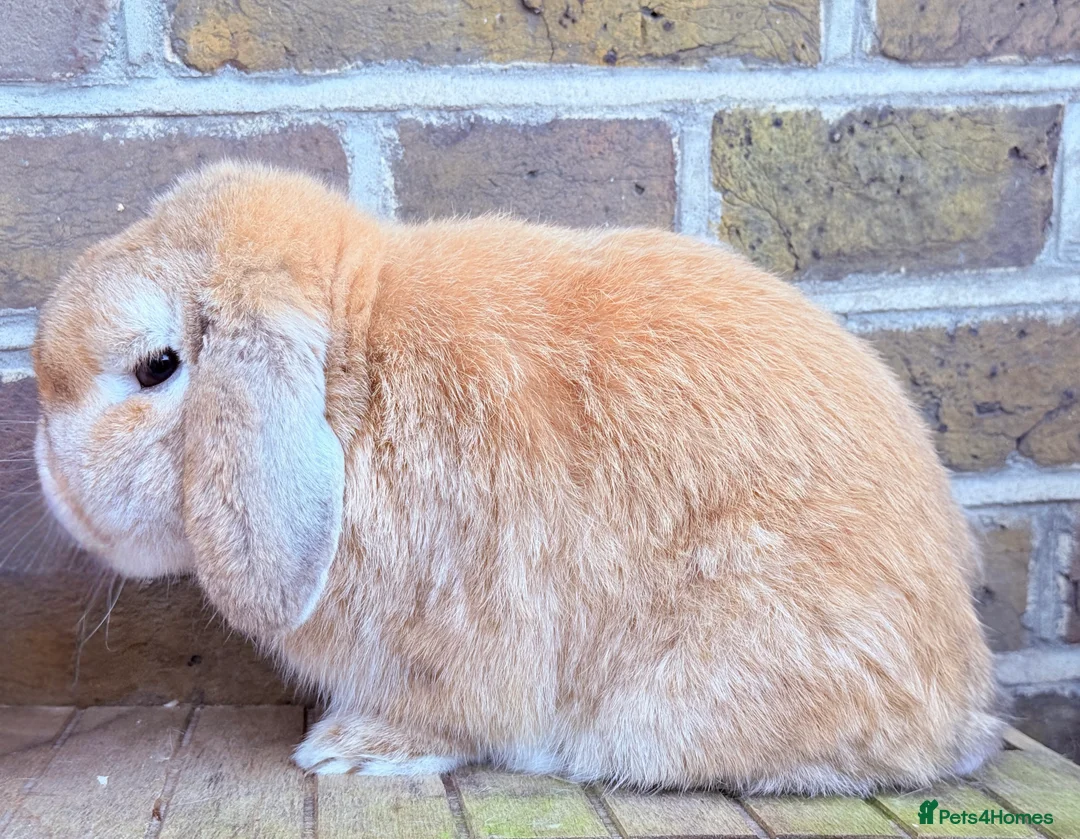 Mini Lop rabbits for sale: Breeding pair of Miniature Lops  - Advert 2