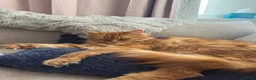 Maine Coon cats for sale: Male Maine Coon - Advert 1