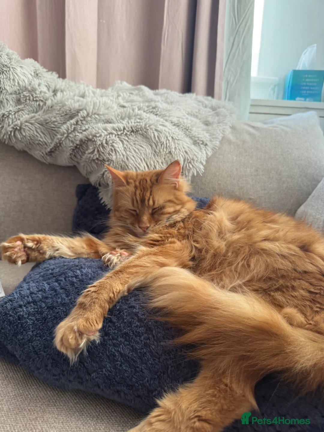 Maine Coon cats for sale: Male Maine Coon - Advert 1