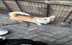 Welsh Corgi Pembroke dogs for sale: Kc corgi for sale  - Image 11