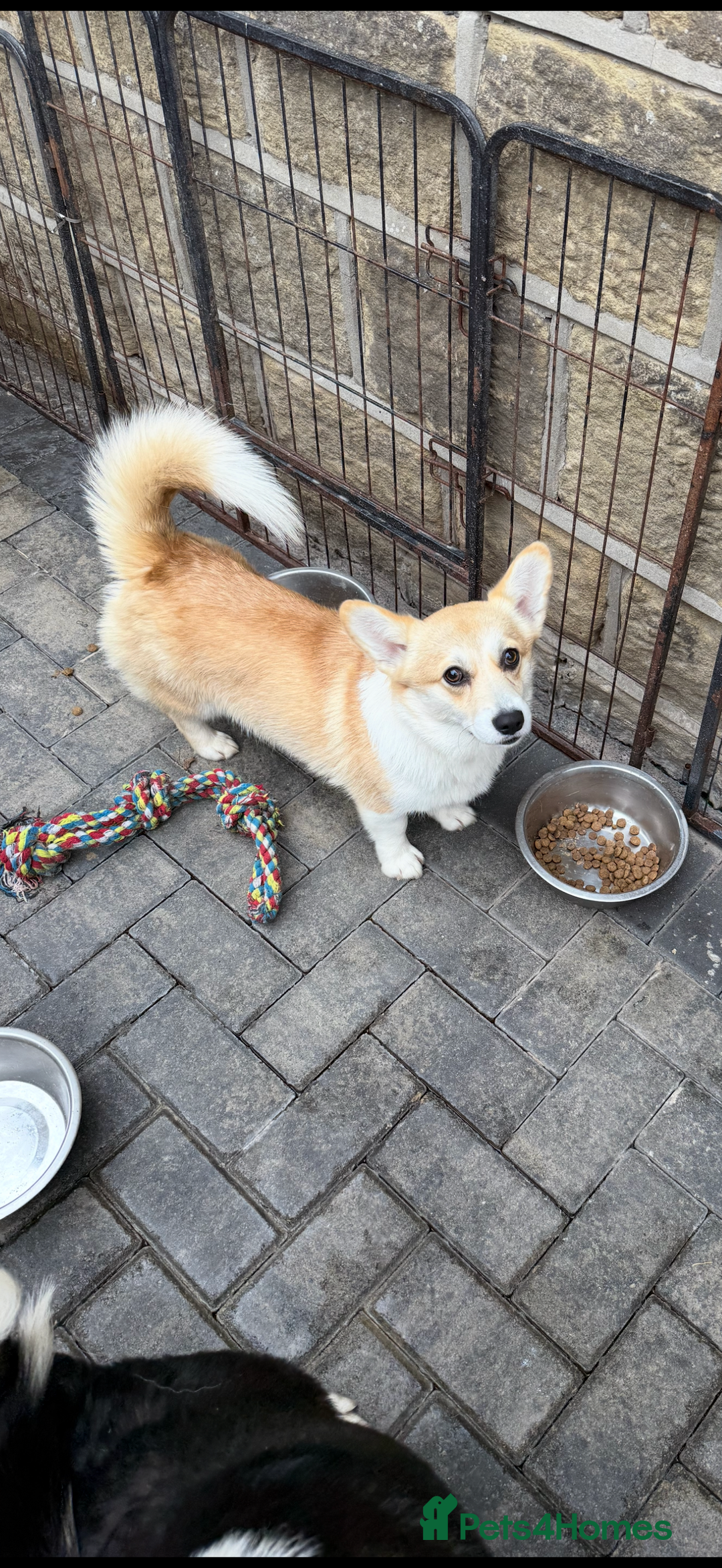 Welsh Corgi Pembroke dogs for sale: Kc corgi for sale  - Image 11