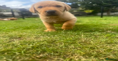 Labrador Retriever dogs - Advert 3