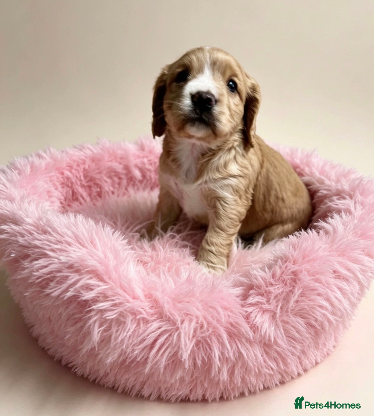 Cocker Spaniel dogs Amazing WCS PUPS 🐶 - Advert 14