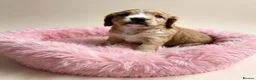 Cocker Spaniel dogs for sale: Beautiful girl pup working cocker  in Chatteris - Advert 2
