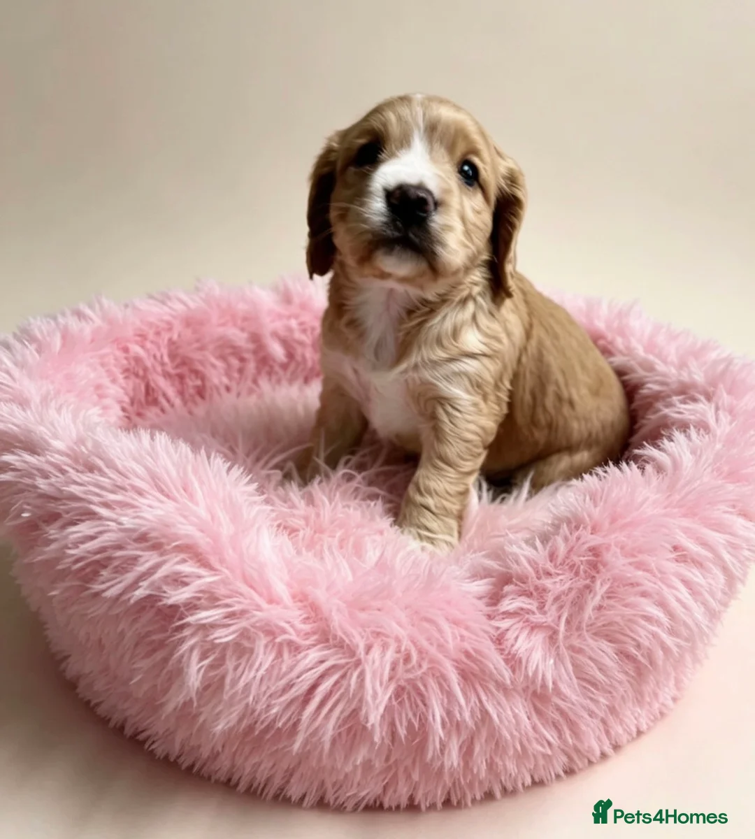Cocker Spaniel dogs for sale: Beautiful girl pup working cocker  in Chatteris - Advert 2