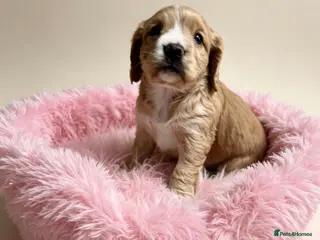 Cocker Spaniel dogs Amazing WCS PUPS 🐶 - Advert 14