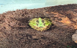 Frog reptiles for sale: Pac-Man frog - Image 3