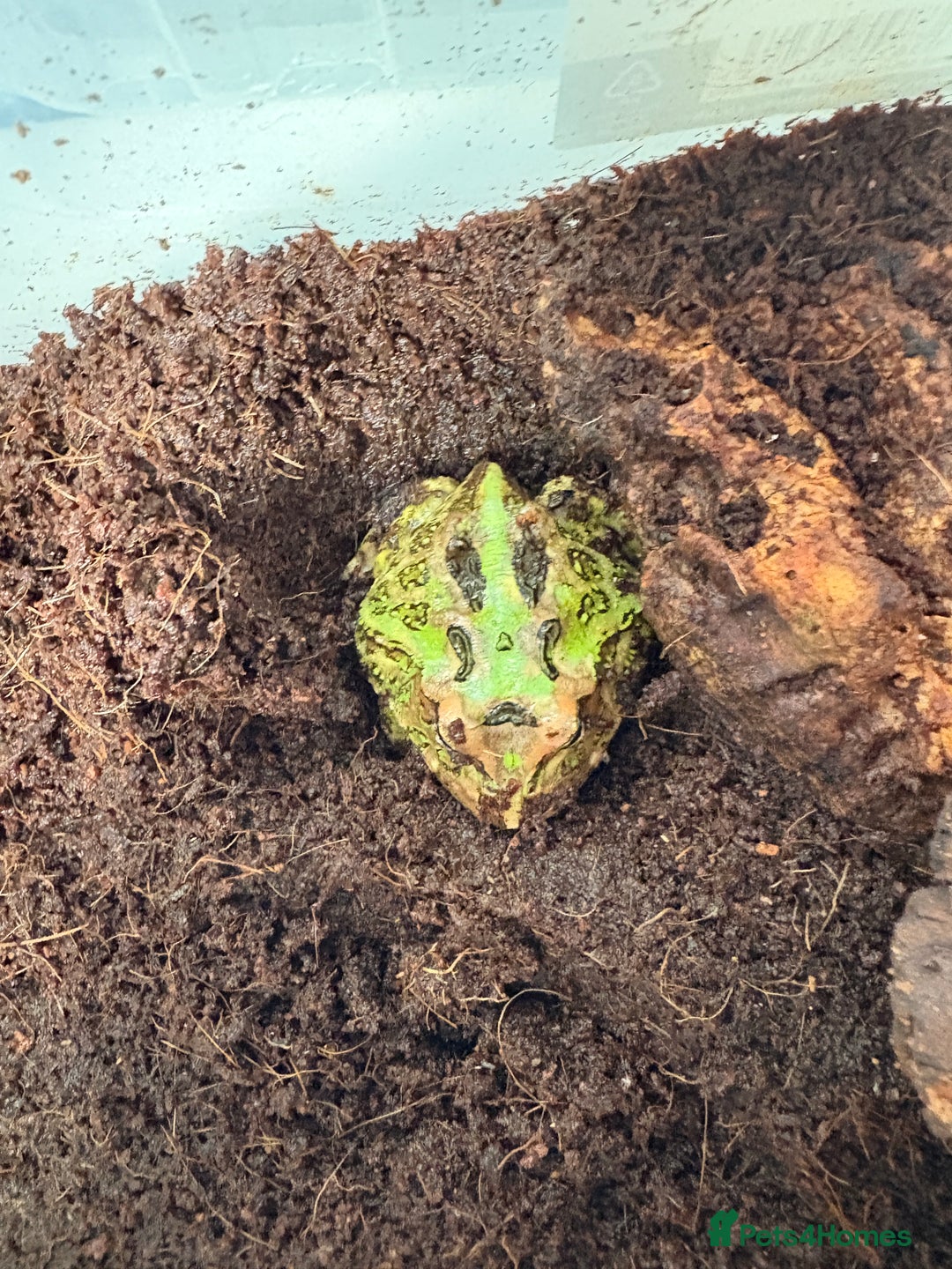 Frog reptiles for sale: Pac-Man frog - Image 3