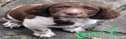 English Springer Spaniel dogs for sale: Lovely KC registered Working Springer Spaniel Pup in Ashford - Advert 3