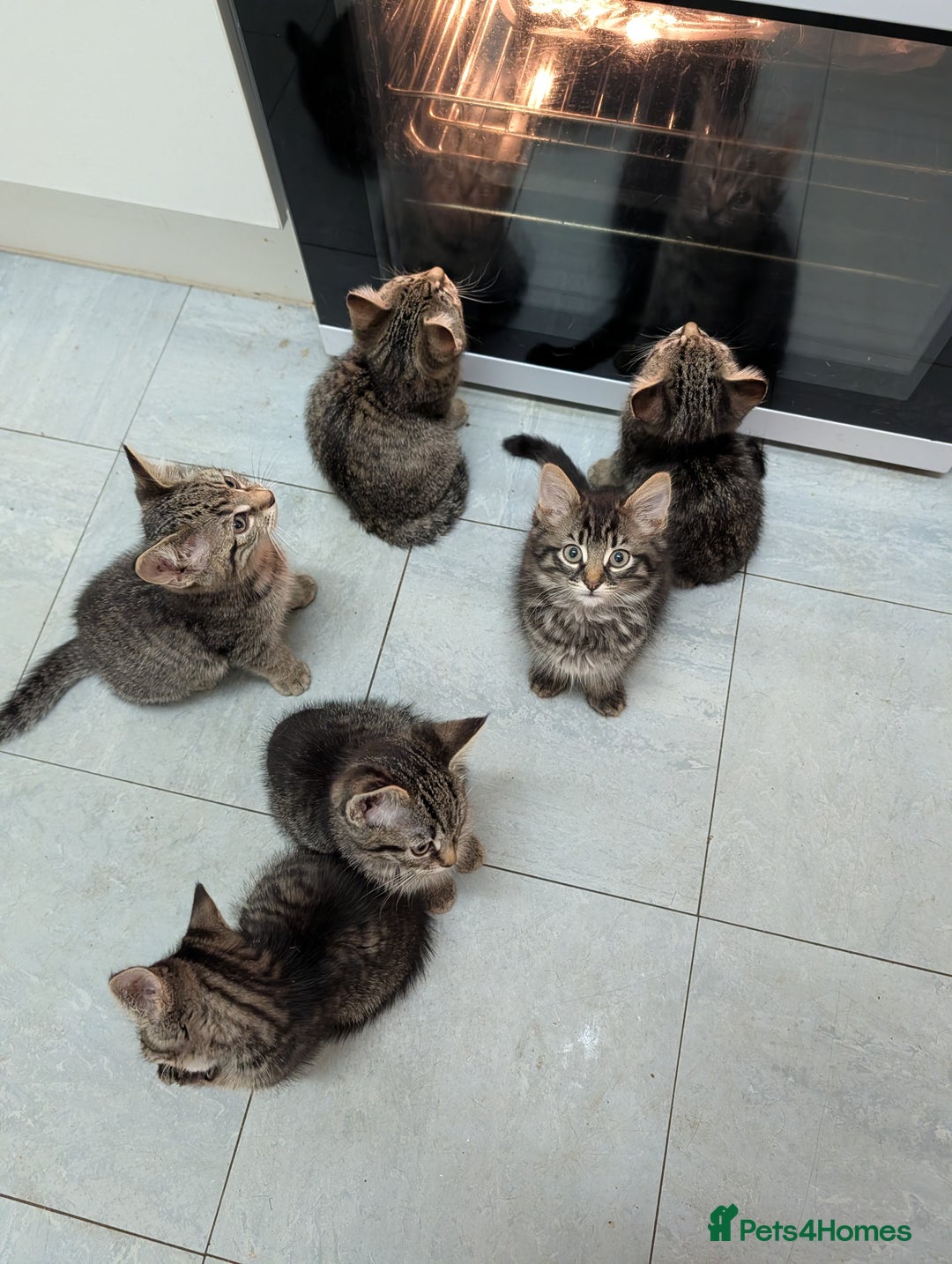 Domestic Shorthair cats for sale: Babies ready for their new homes NOW 🥰 - Image 20