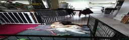 Mixed Breed dogs for sale: Cavapoochon puppies with 5 weeks free insurance  - Advert 12