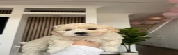 Bichon Frise dogs for sale: Two gorgeous puppies 🤍 - Advert 4