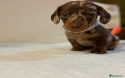 Miniature Dachshund dogs for sale: Miniature Dachshund puppies 🐶  - Image 10