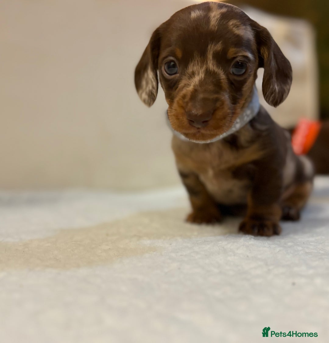 Miniature Dachshund dogs for sale: Miniature Dachshund puppies 🐶  - Image 10