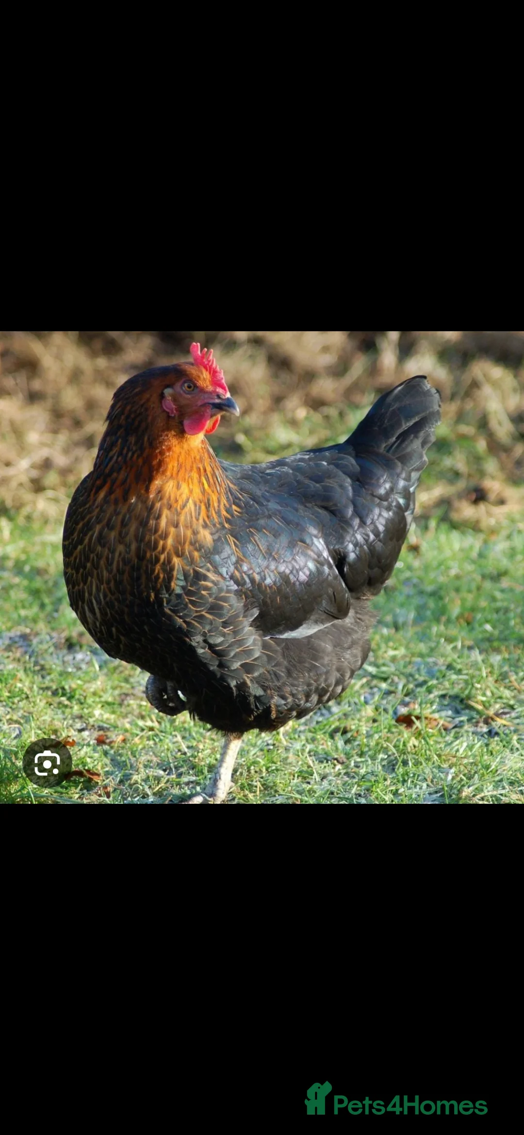 Chickens poultry for sale: Point of lay hybrids available - Advert 4