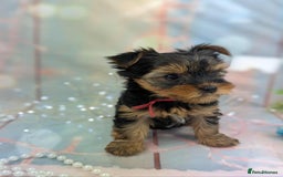 Yorkshire Terrier dogs for sale: Pedigree Yorkshire Terrier Puppies - Image 12