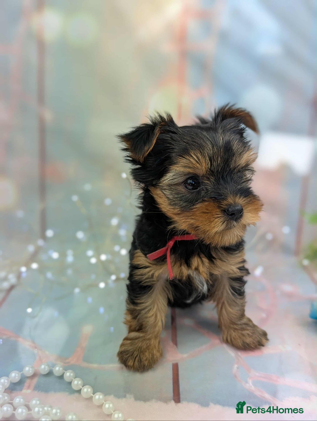 Yorkshire Terrier dogs for sale: Pedigree Yorkshire Terrier Puppies - Image 12