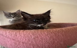 Maine Coon cats for sale: Beautiful GCCF kittens various colours - Image 6