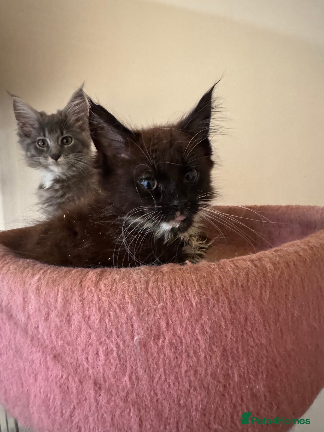 Maine Coon cats for sale: Beautiful GCCF kittens various colours - Image 6