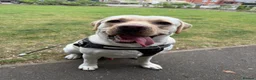 Labrador Retriever dogs for sale: Nearly 2 year old lab  in Halstead - Advert 9