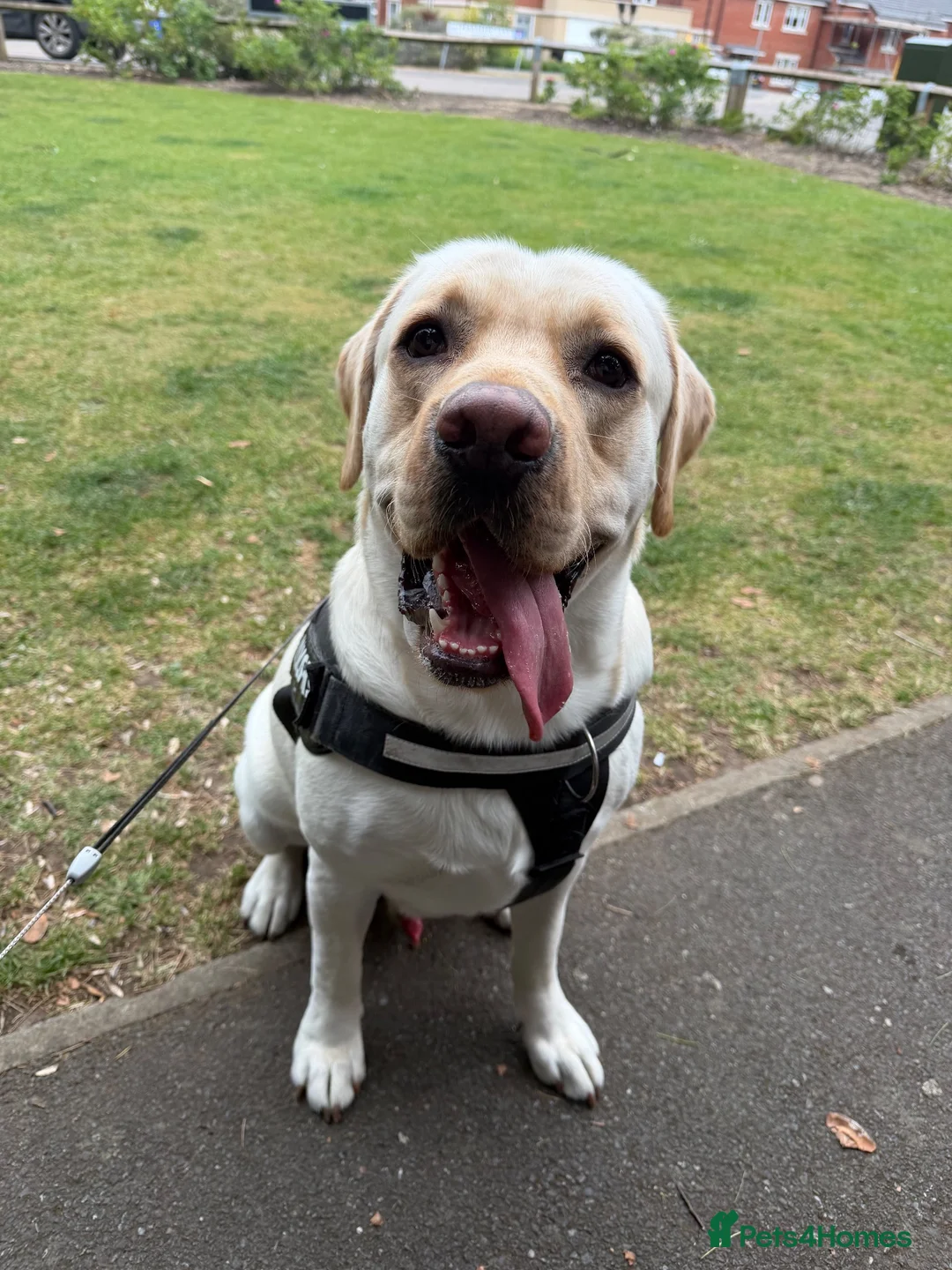 Labrador Retriever dogs for sale: Nearly 2 year old lab  in Halstead - Advert 9