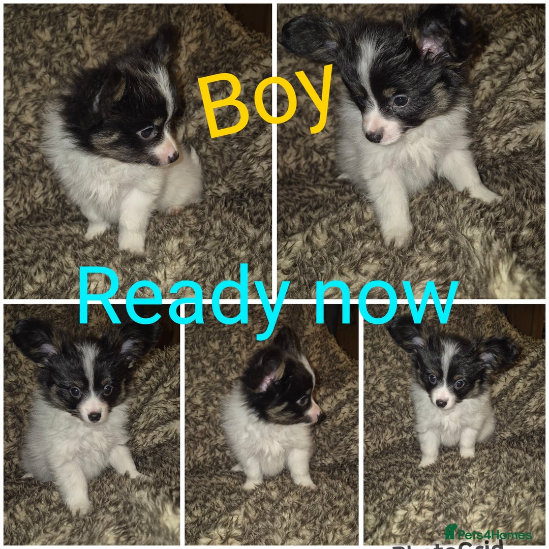 Papillon dogs for sale: Papillon puppies  - Advert 9