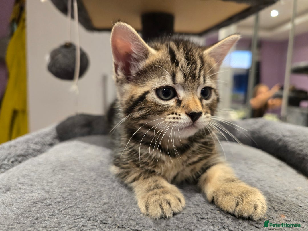 Domestic Shorthair cats for sale: Tabby Cuddly kittens- microchip+1st vaccination  - Image 8