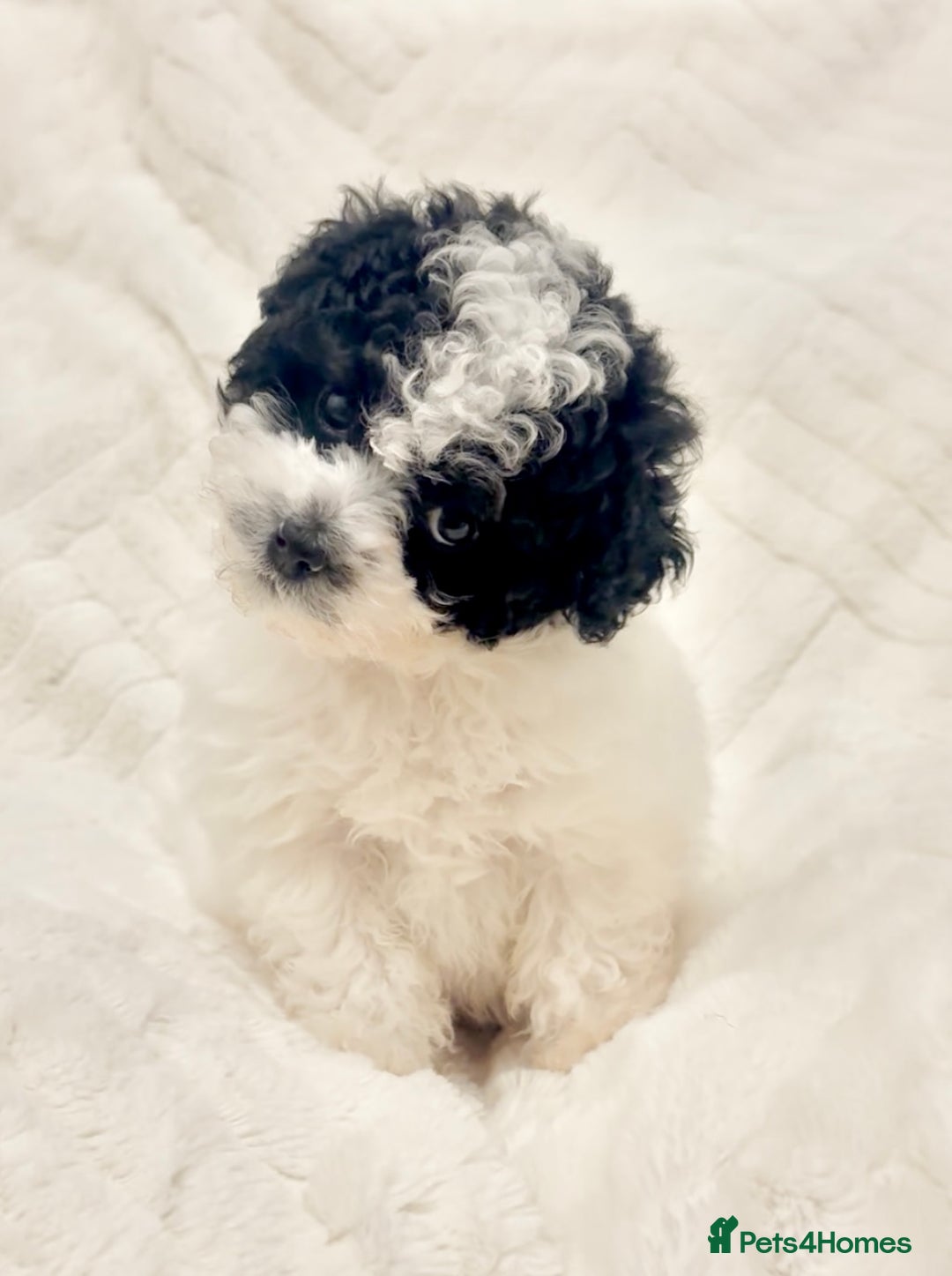 Toy Poodle dogs for sale: Asian poodle  - Advert 1