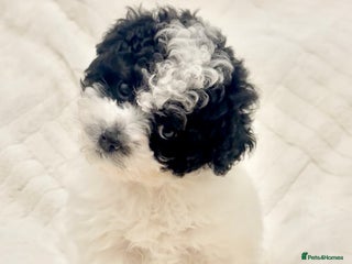 Toy Poodle dogs Asian poodle - Advert 2