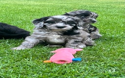 Cavapoo dogs for sale: Stunning Cavapoo puppies - Image 3