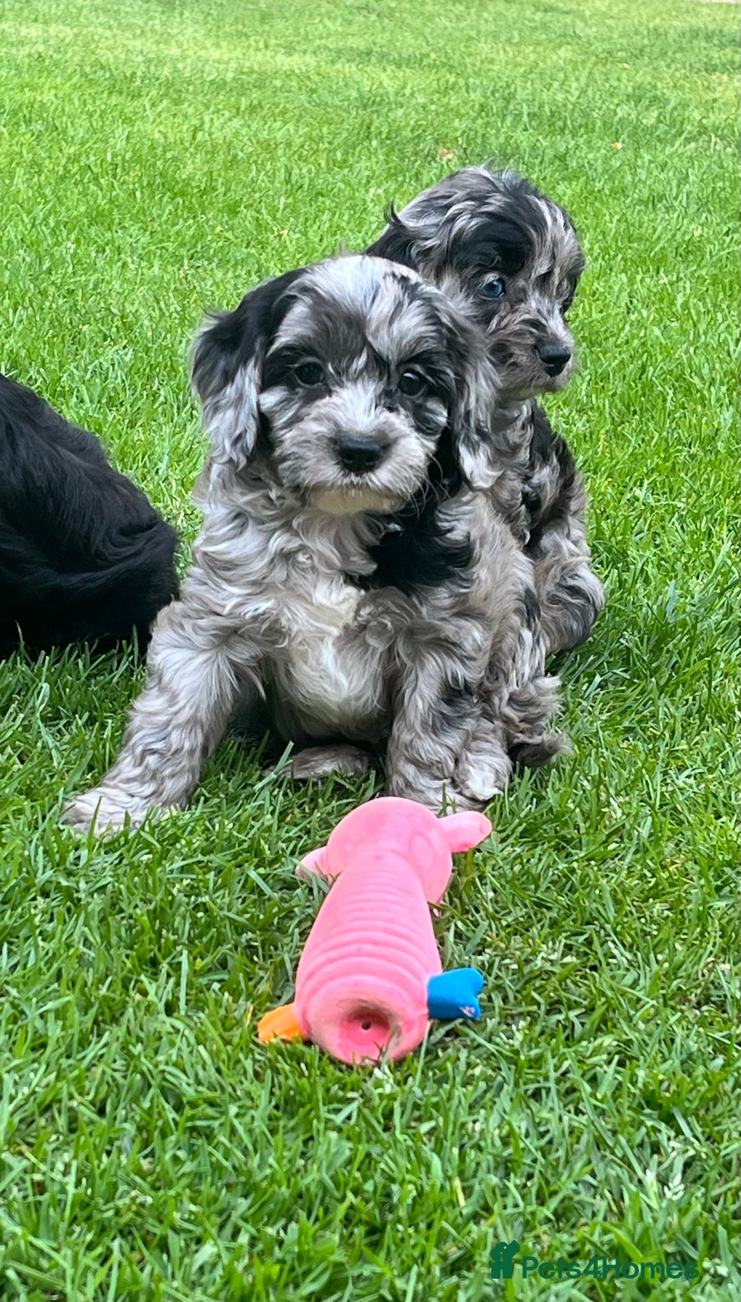 Cavapoo dogs for sale: Stunning Cavapoo puppies - Image 3