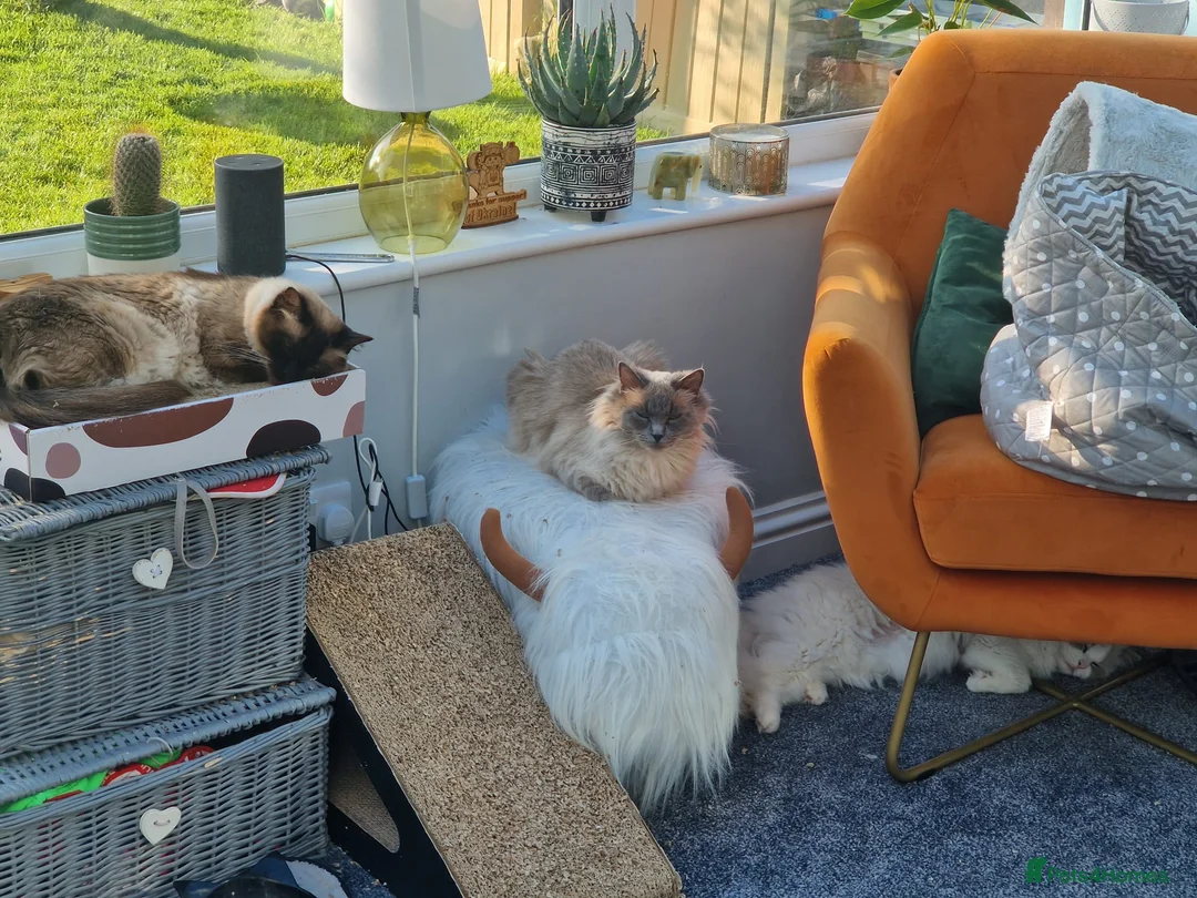 Ragdoll cats for sale: GCCF ACTIVE blue point Ragdoll - female  - Advert 2