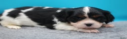 Cavalier King Charles Spaniel dogs for sale: Champion lines, heart/health tested, KC registered - Advert 25