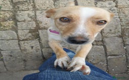 Mixed Breed dogs for sale: Adopt Adorable Rescue puppies Miki & Alice!  - Image 9