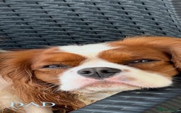 Cavalier King Charles Spaniel dogs for sale: Beautiful Cavalier King Charles Spaniel Puppies - Image 10