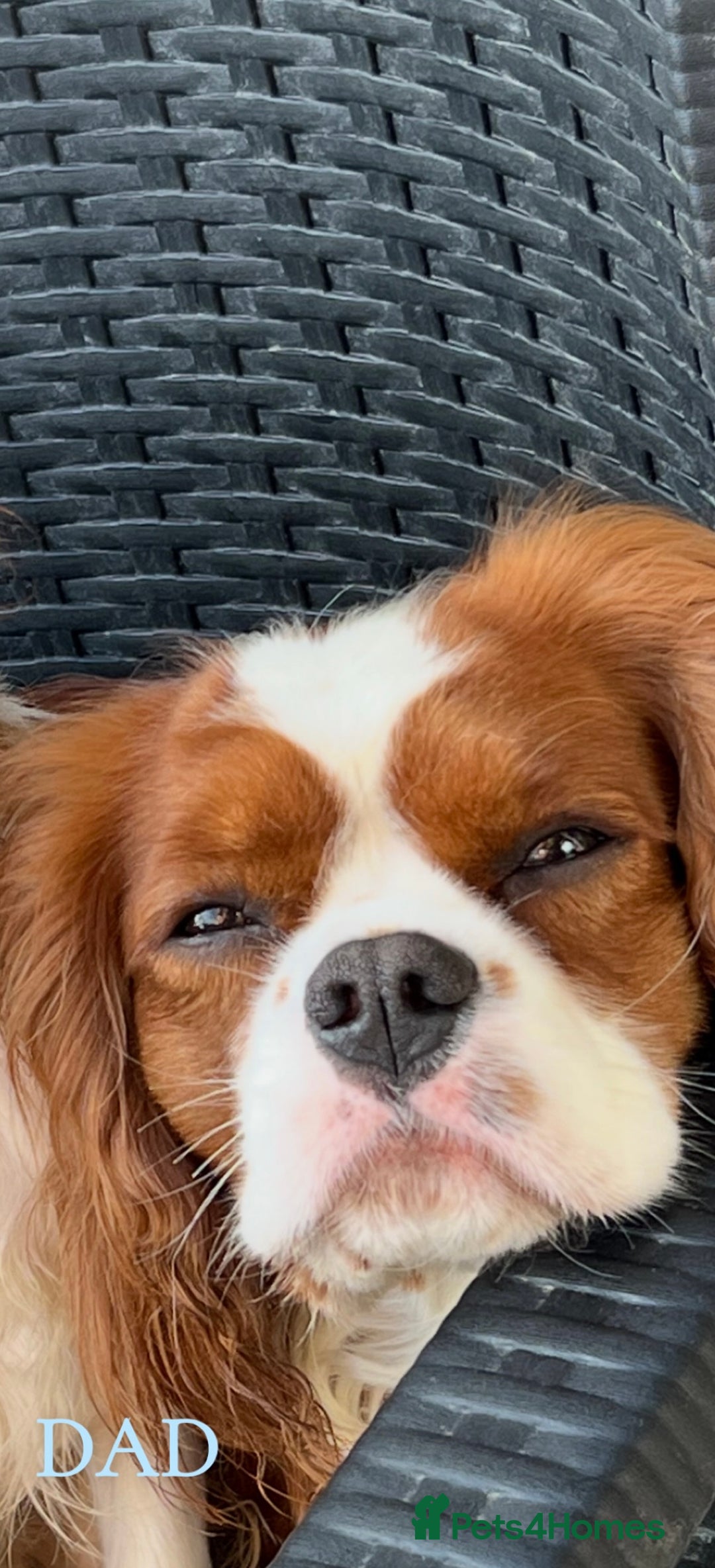 Cavalier King Charles Spaniel dogs for sale: Beautiful Cavalier King Charles Spaniel Puppies - Image 10